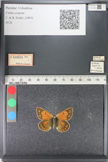 Media type: image;   Entomology 125396